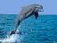 delfin delfin
